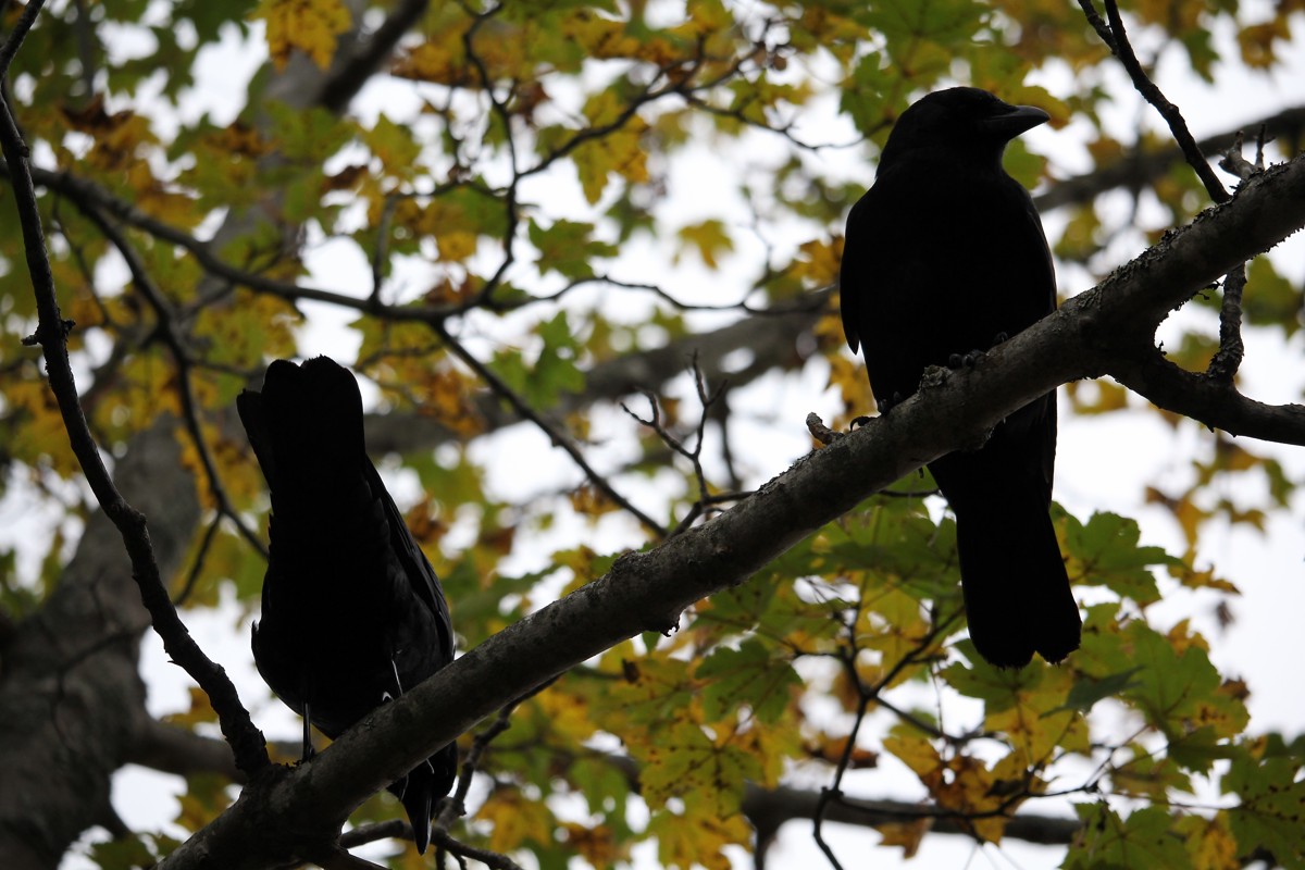 American crow