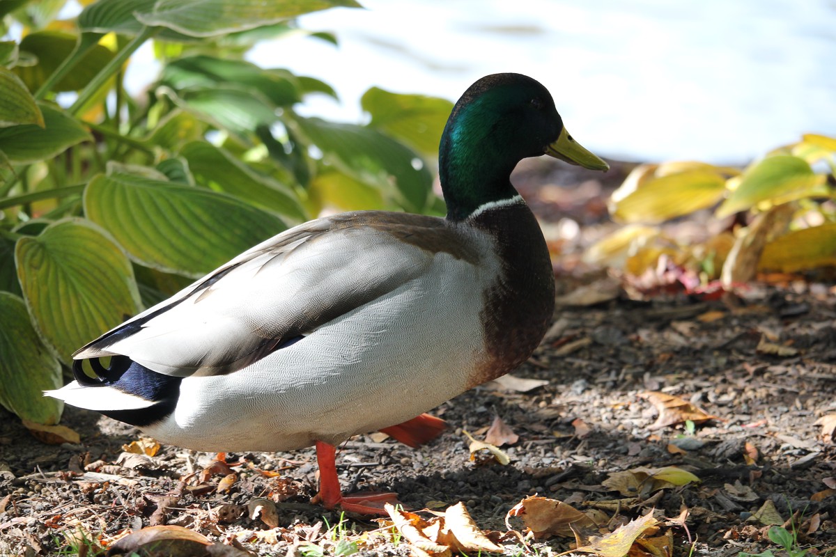 Mallard