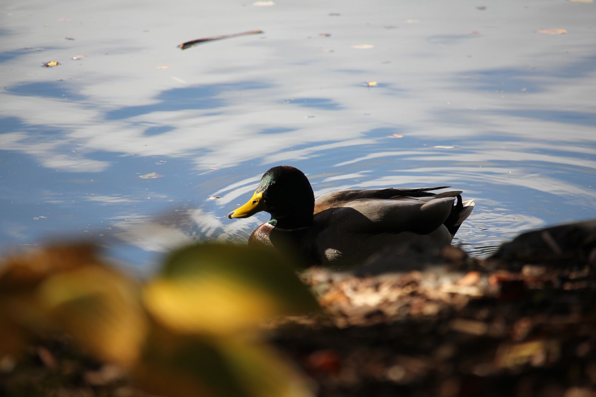 Mallard