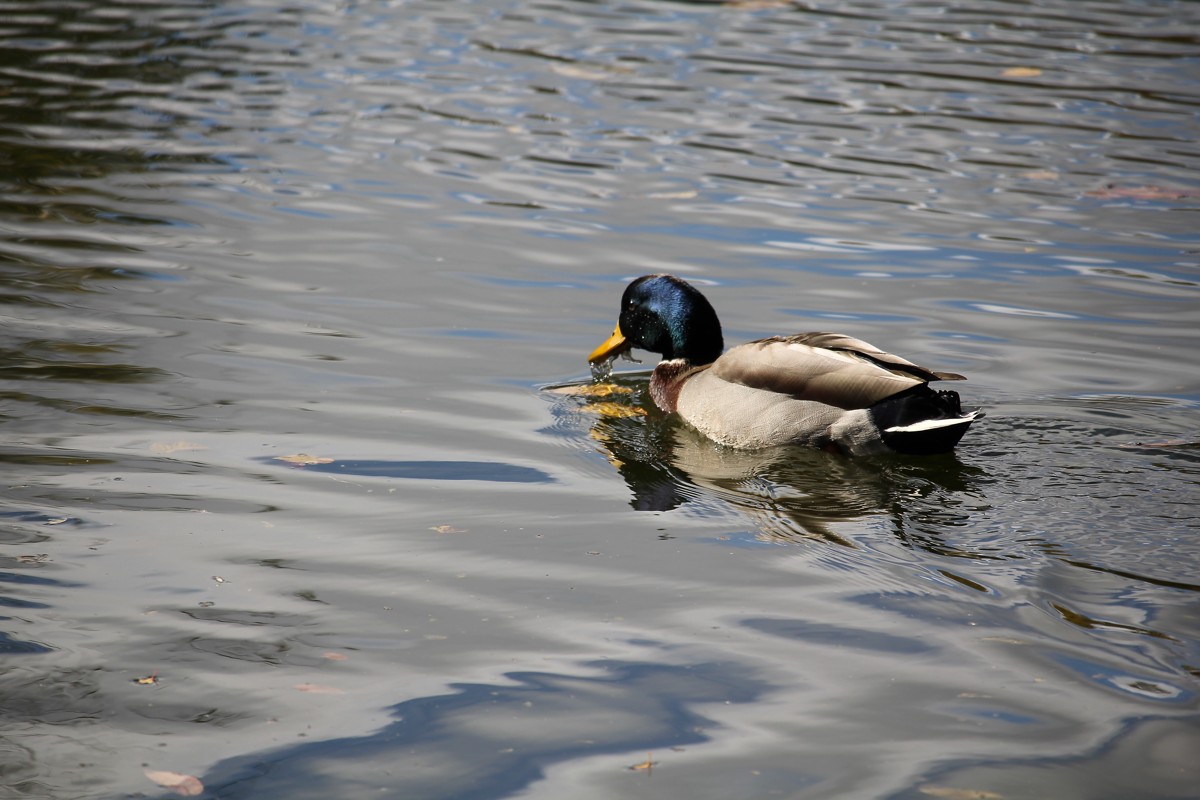 Mallard
