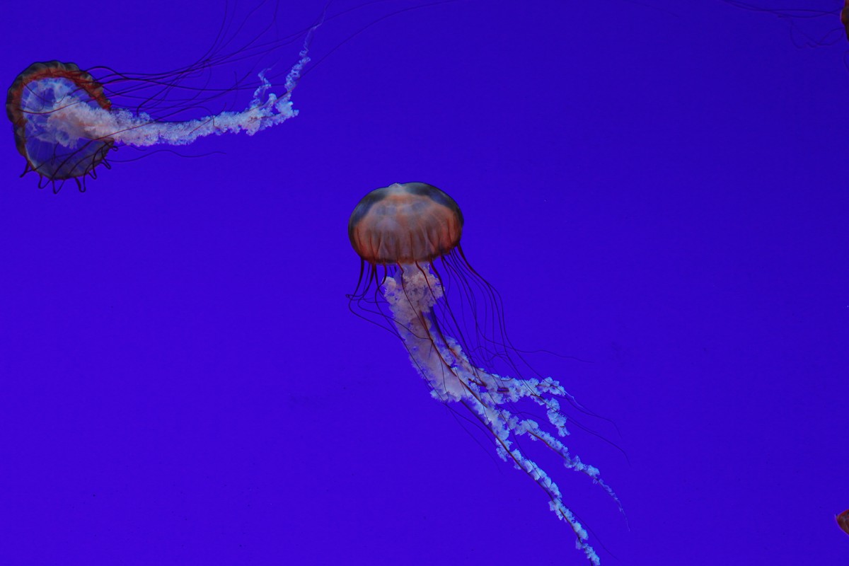 Pacific sea nettle