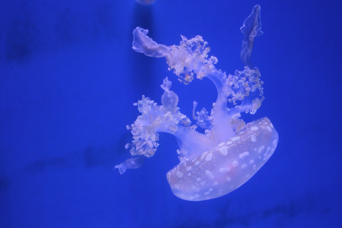 Jellyfish