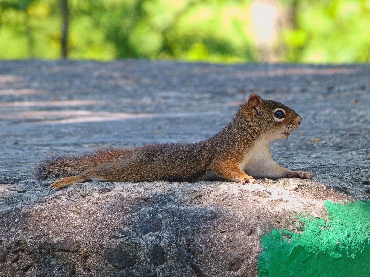American red squirrel