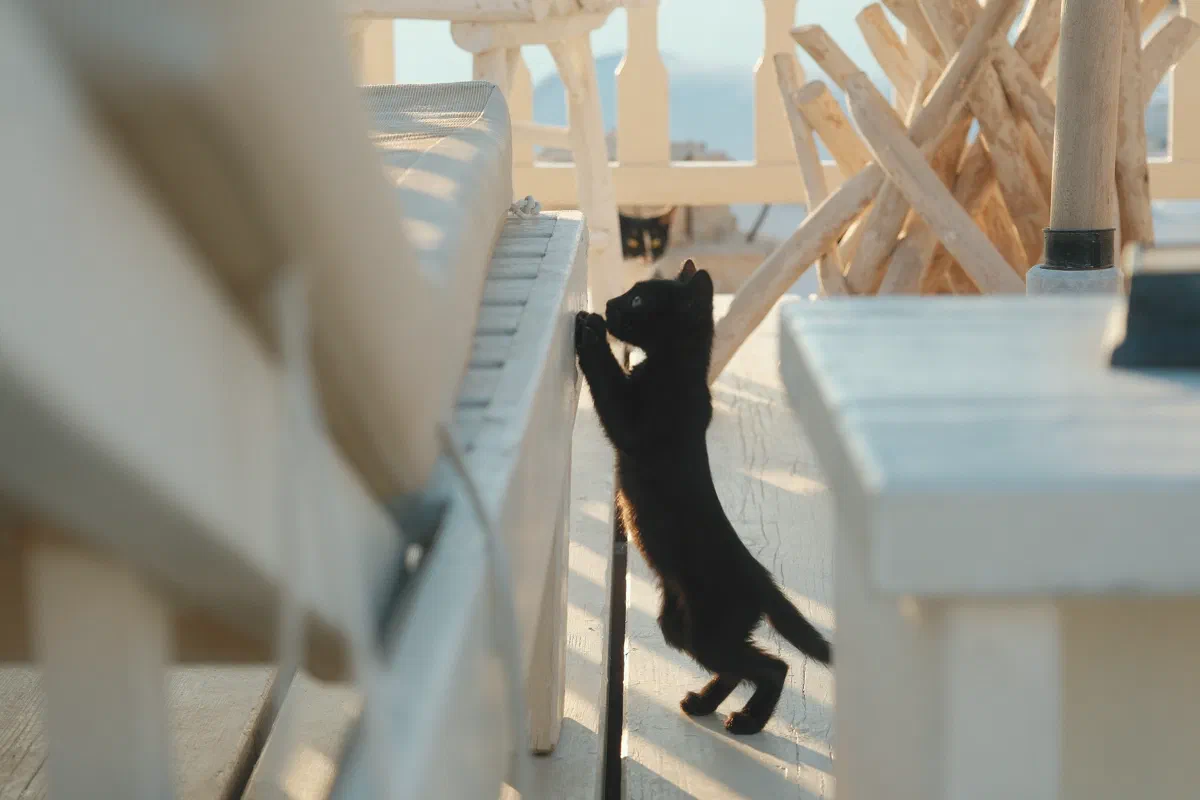 Cats of Santorini