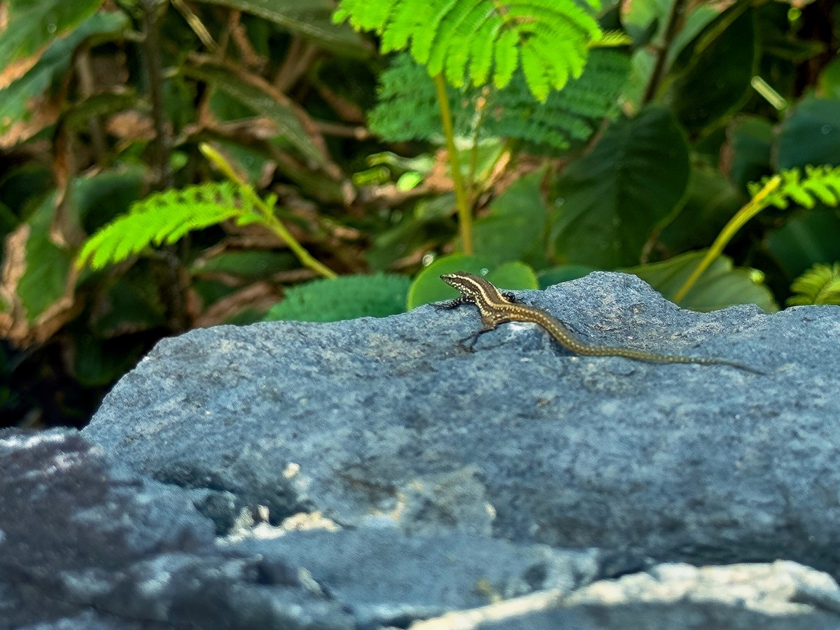Madeira Lizard